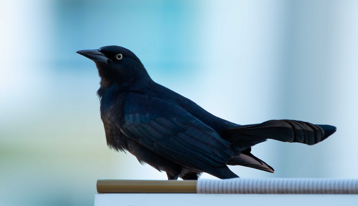 Greater Antillean Grackle - ML646082674