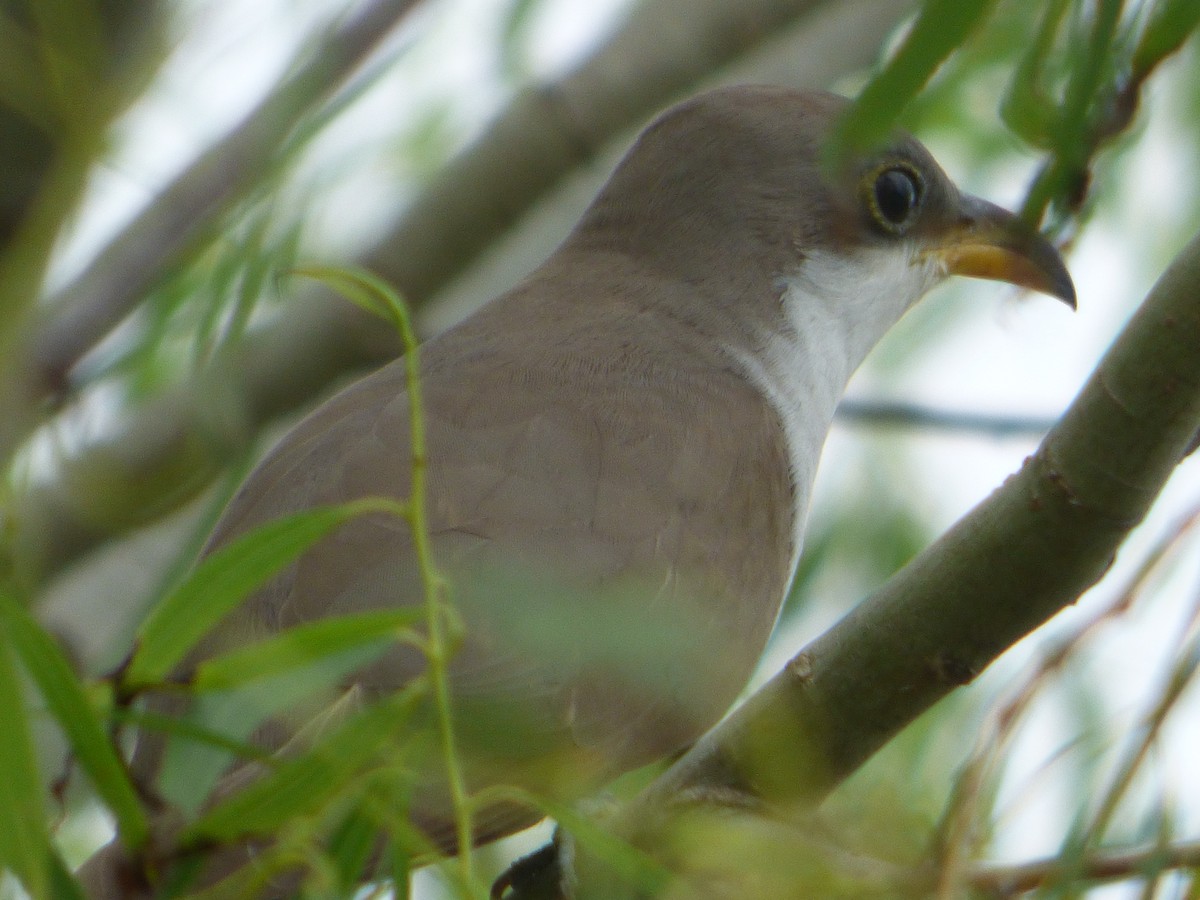 Желтоклювая пиайя - ML646082680