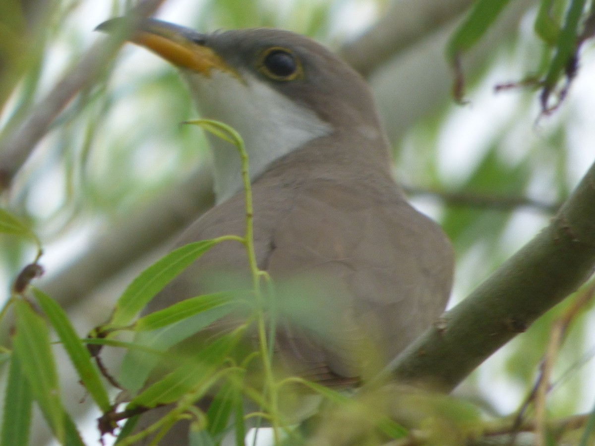 Желтоклювая пиайя - ML646082681
