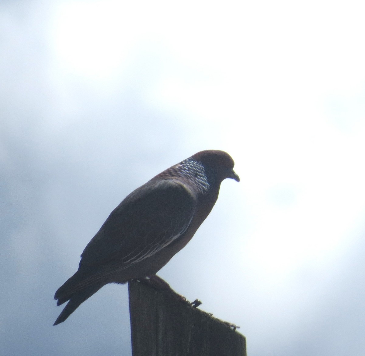 Picazuro Pigeon - ML646082682