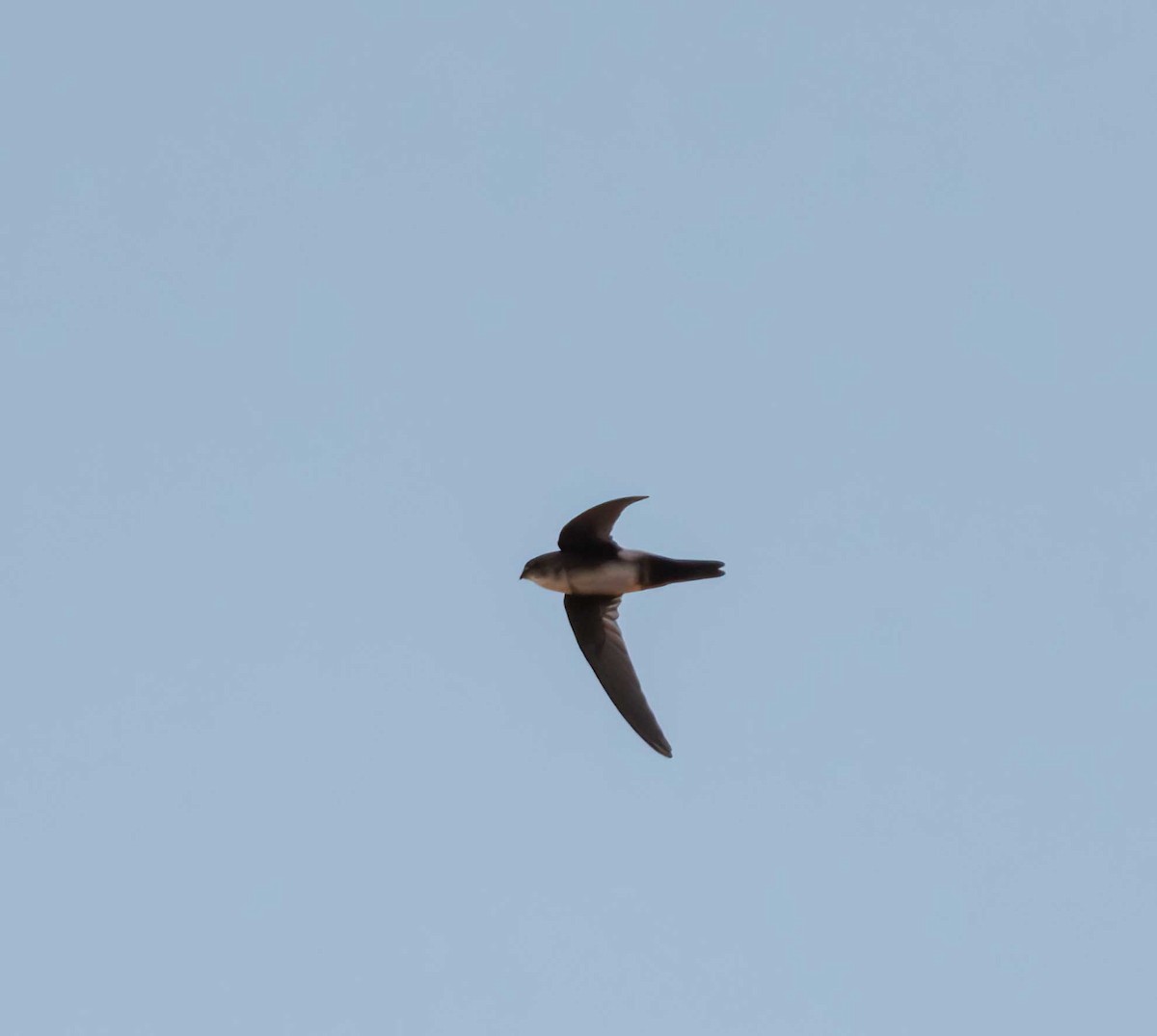 Antillean Palm Swift - ML646082683