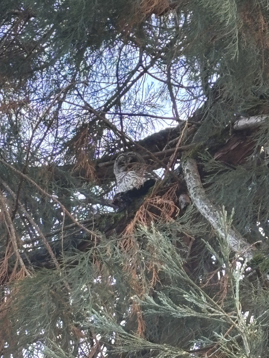 American Crow - ML646082685