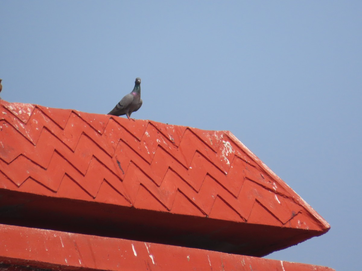 יונת בית - ML646082686