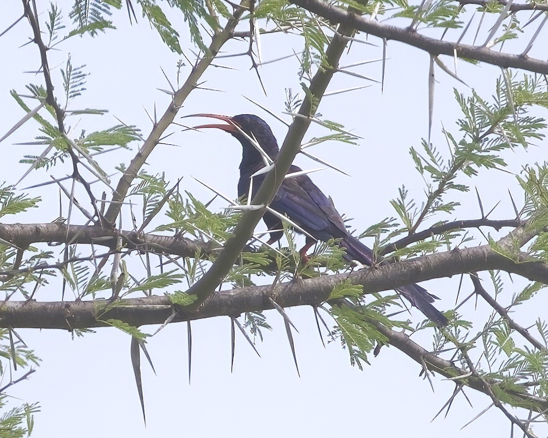 dudkovec fialový - ML646082688