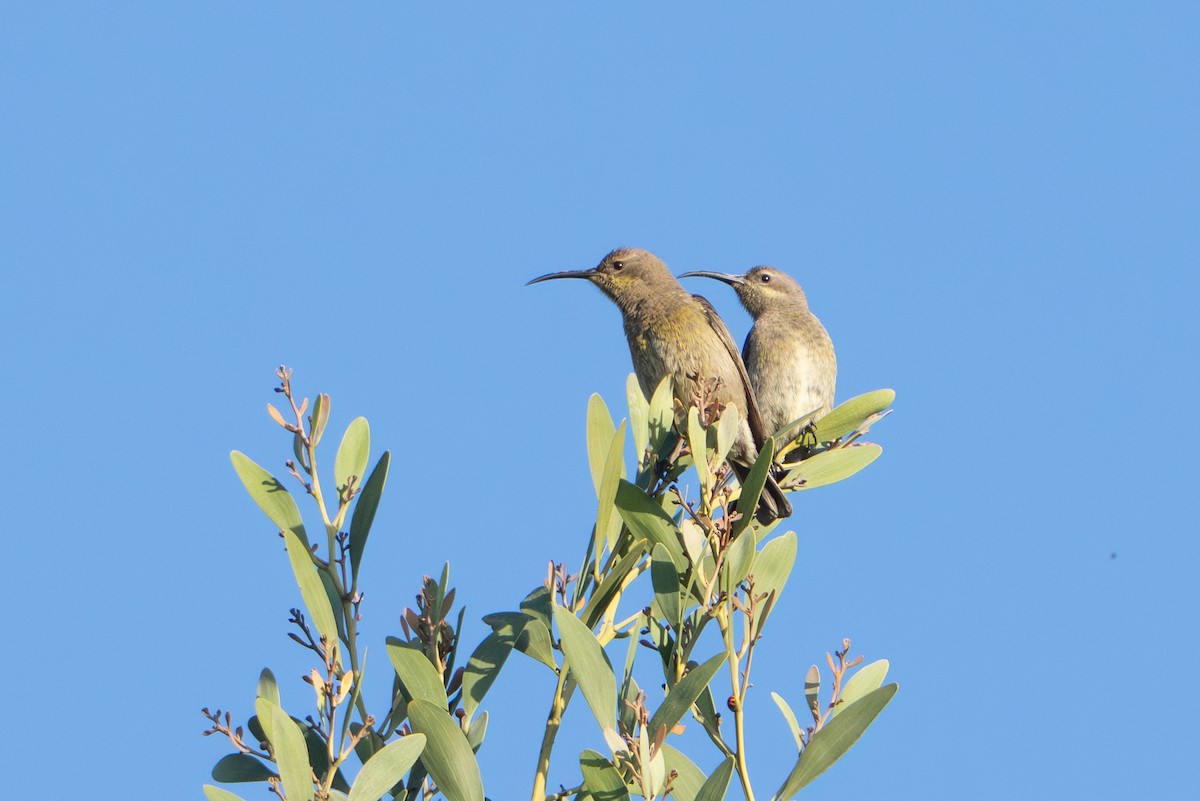 Suimanga Ratonil - ML646082690