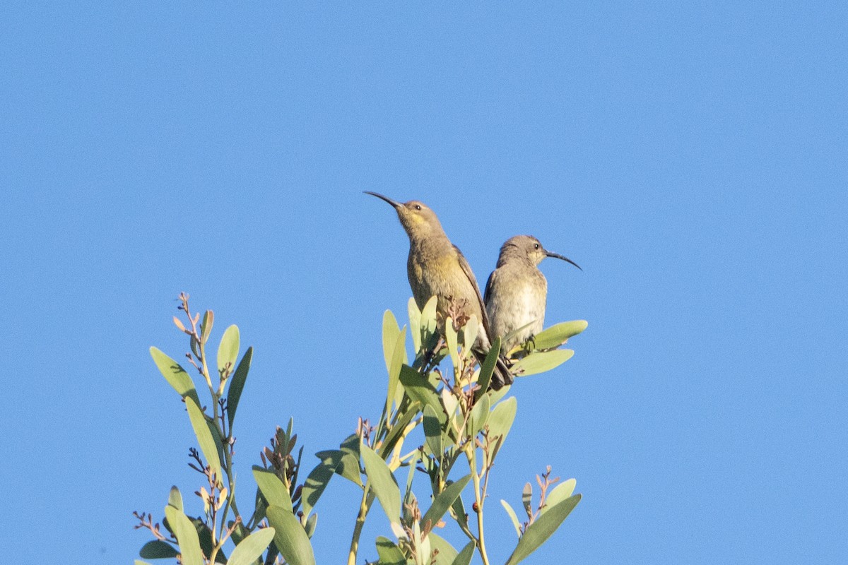 Suimanga Ratonil - ML646082691