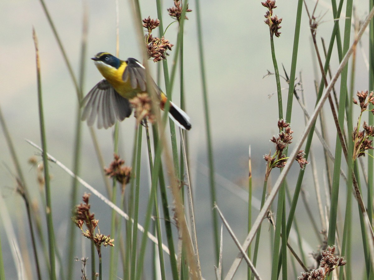 Many-colored Rush Tyrant - ML646082698