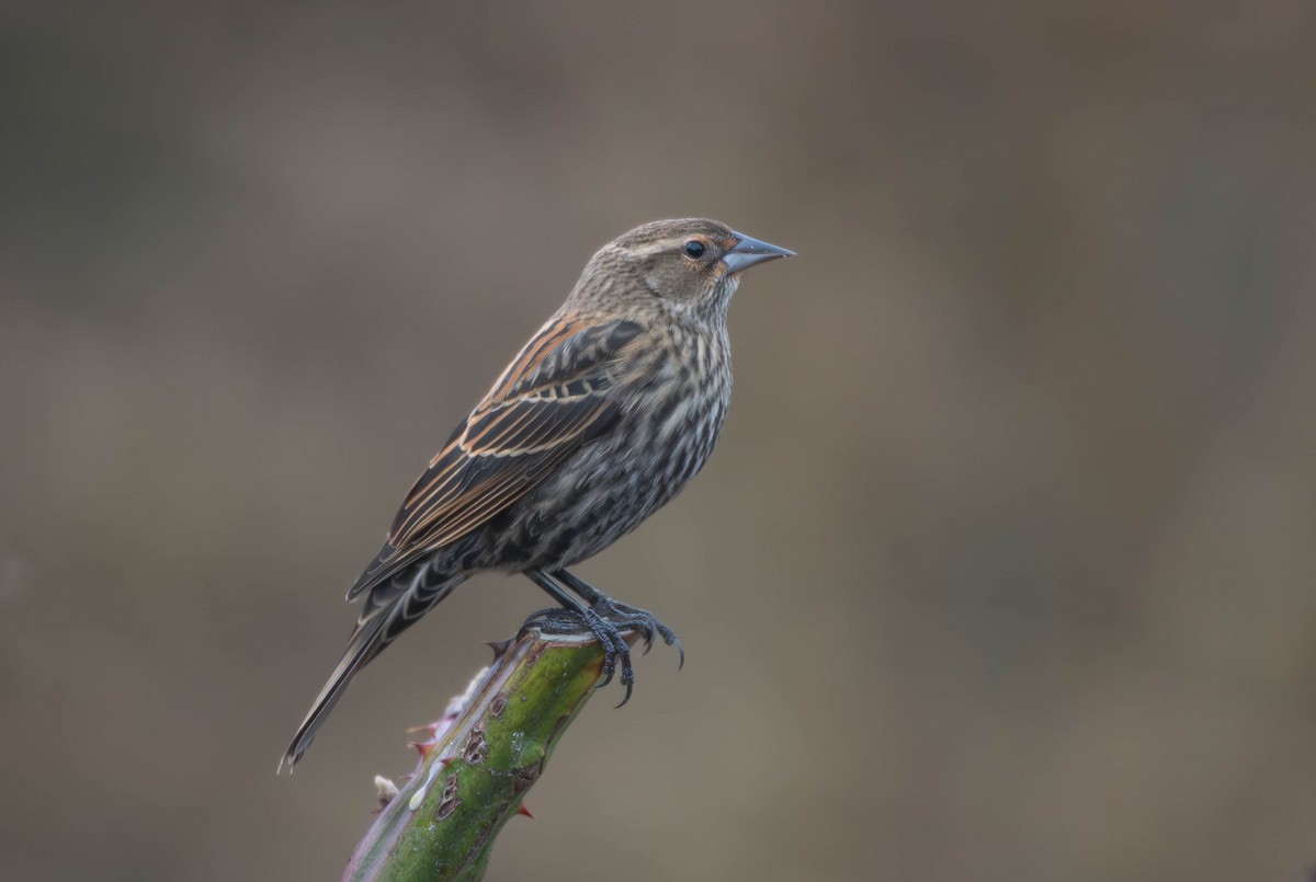 Red-winged Blackbird - ML646082703