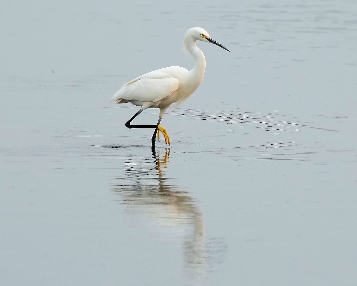 Snowy Egret - ML646082704