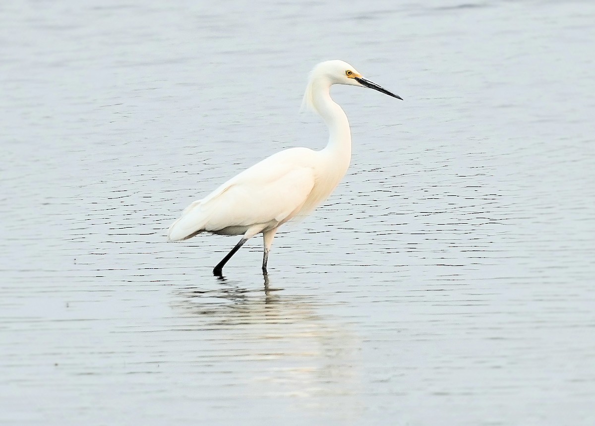 Snowy Egret - ML646082710