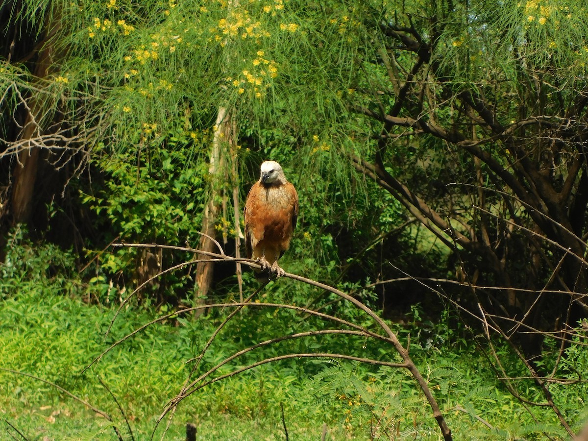 Black-collared Hawk - ML646082723