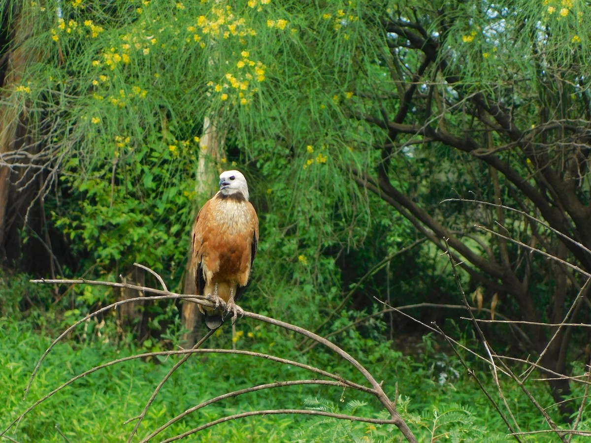 Black-collared Hawk - ML646082724
