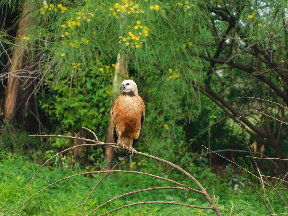 Black-collared Hawk - ML646082725