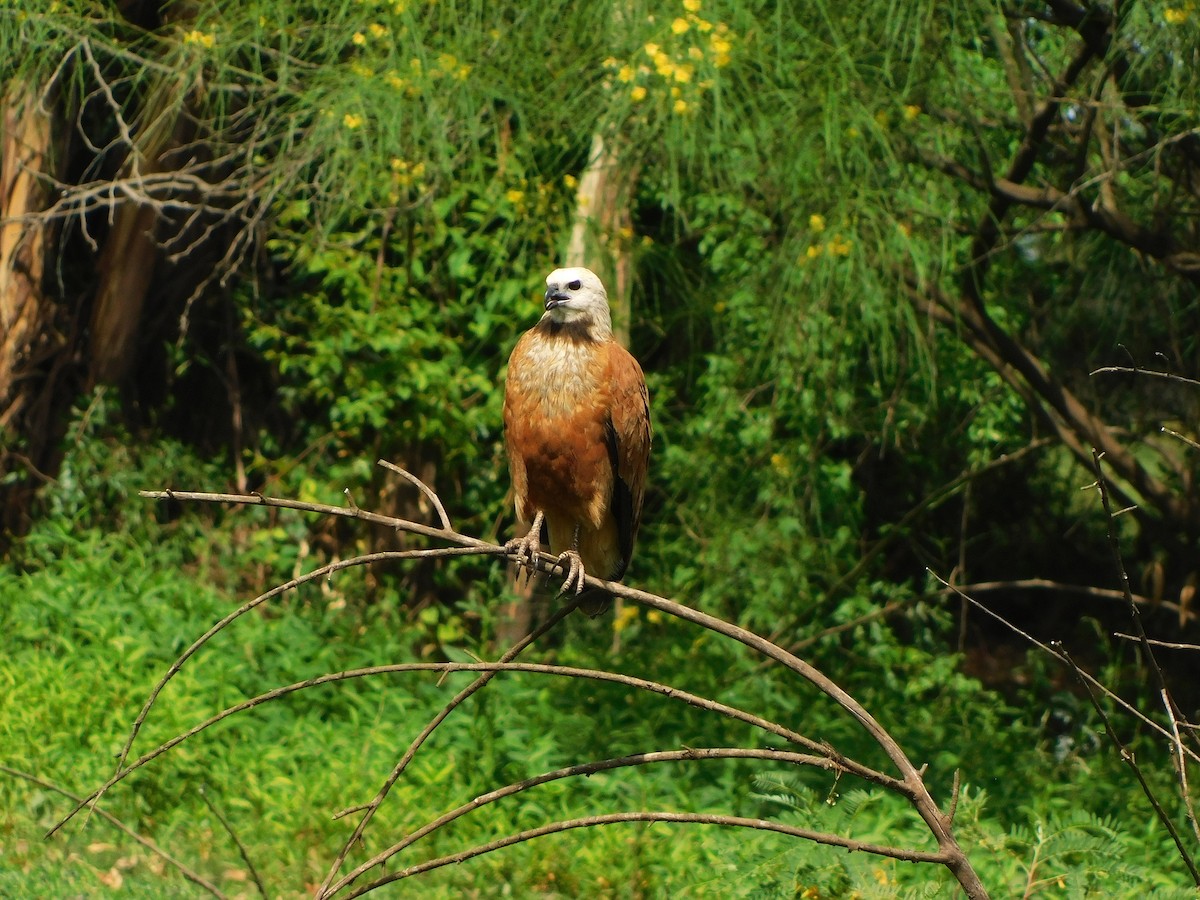 Black-collared Hawk - ML646082726