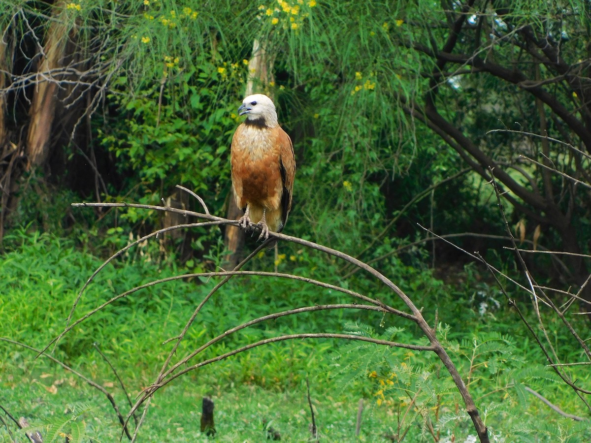Black-collared Hawk - ML646082727