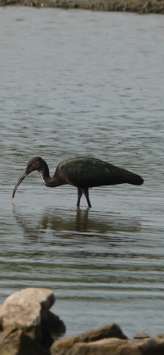 Glossy/White-faced Ibis - ML646082732