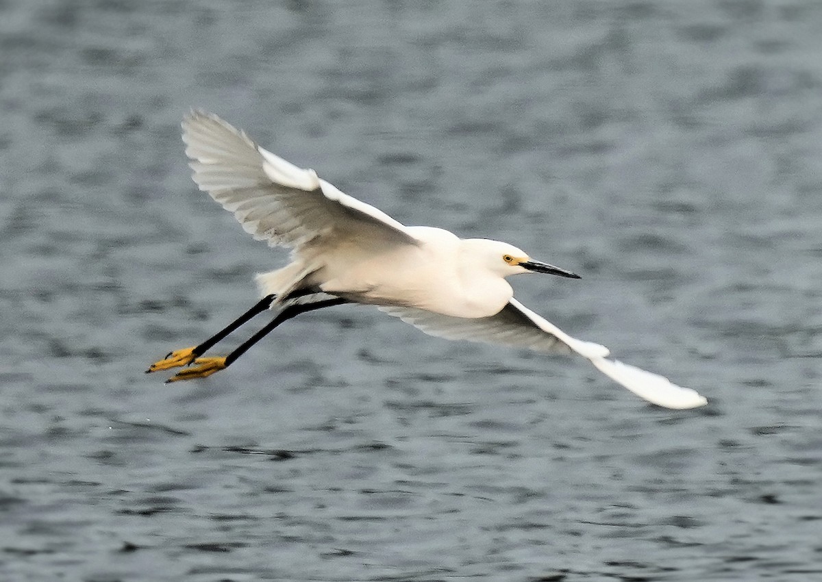 Snowy Egret - ML646082737