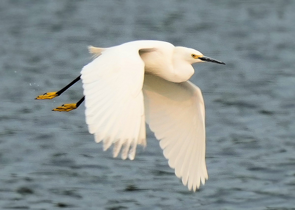 Snowy Egret - ML646082749