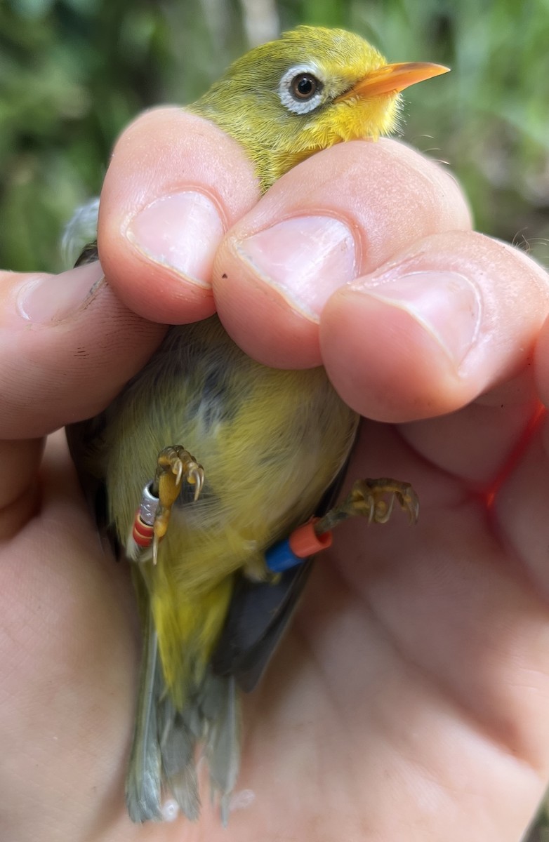 Rota White-eye - ML646082750