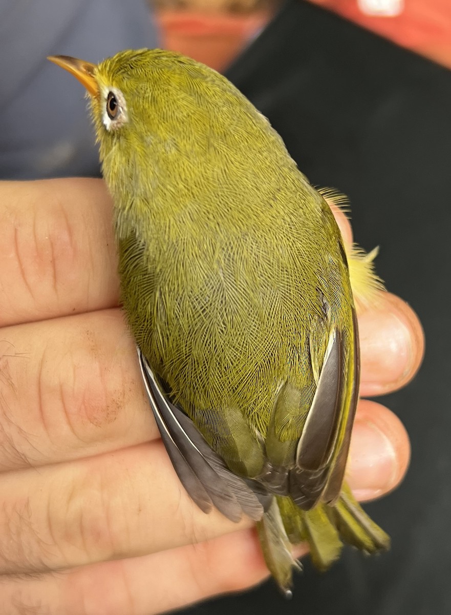 Rota White-eye - ML646082751
