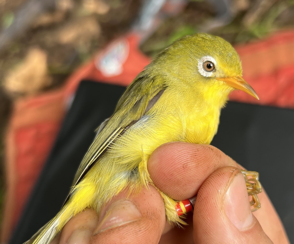 Rota White-eye - ML646082752