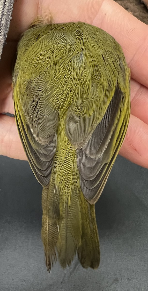 Rota White-eye - ML646082753