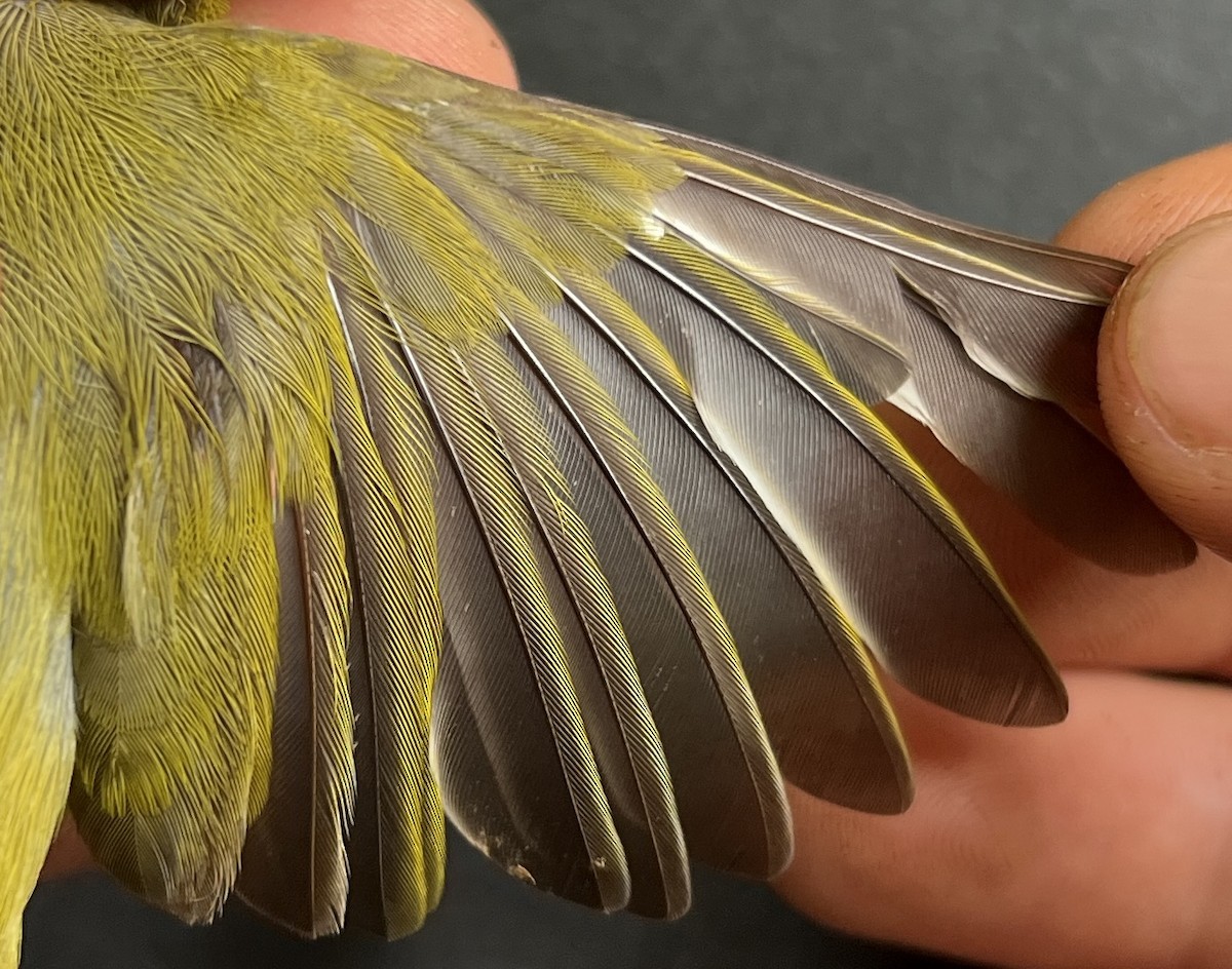 Rota White-eye - ML646082754