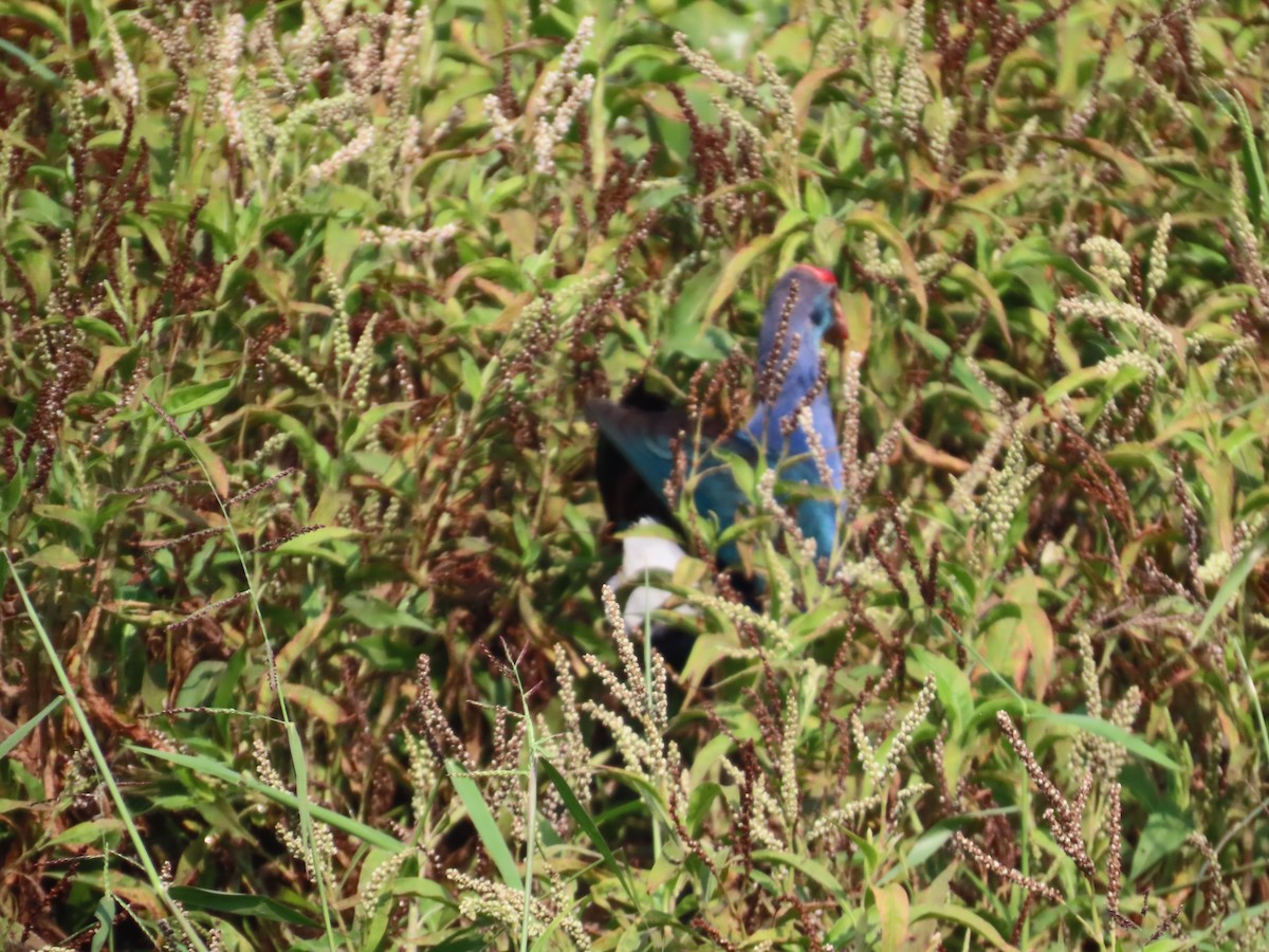 Gray-headed Swamphen - ML646082755