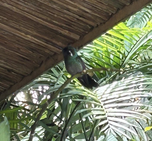 Mor Gerdanlı Dağmücevheri - ML646082757