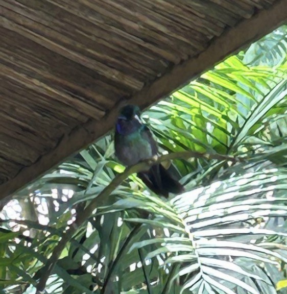 Violet-headed Hummingbird - ML646082758