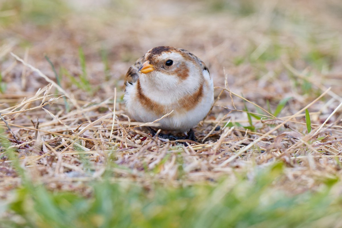 Snow Bunting - ML646082759