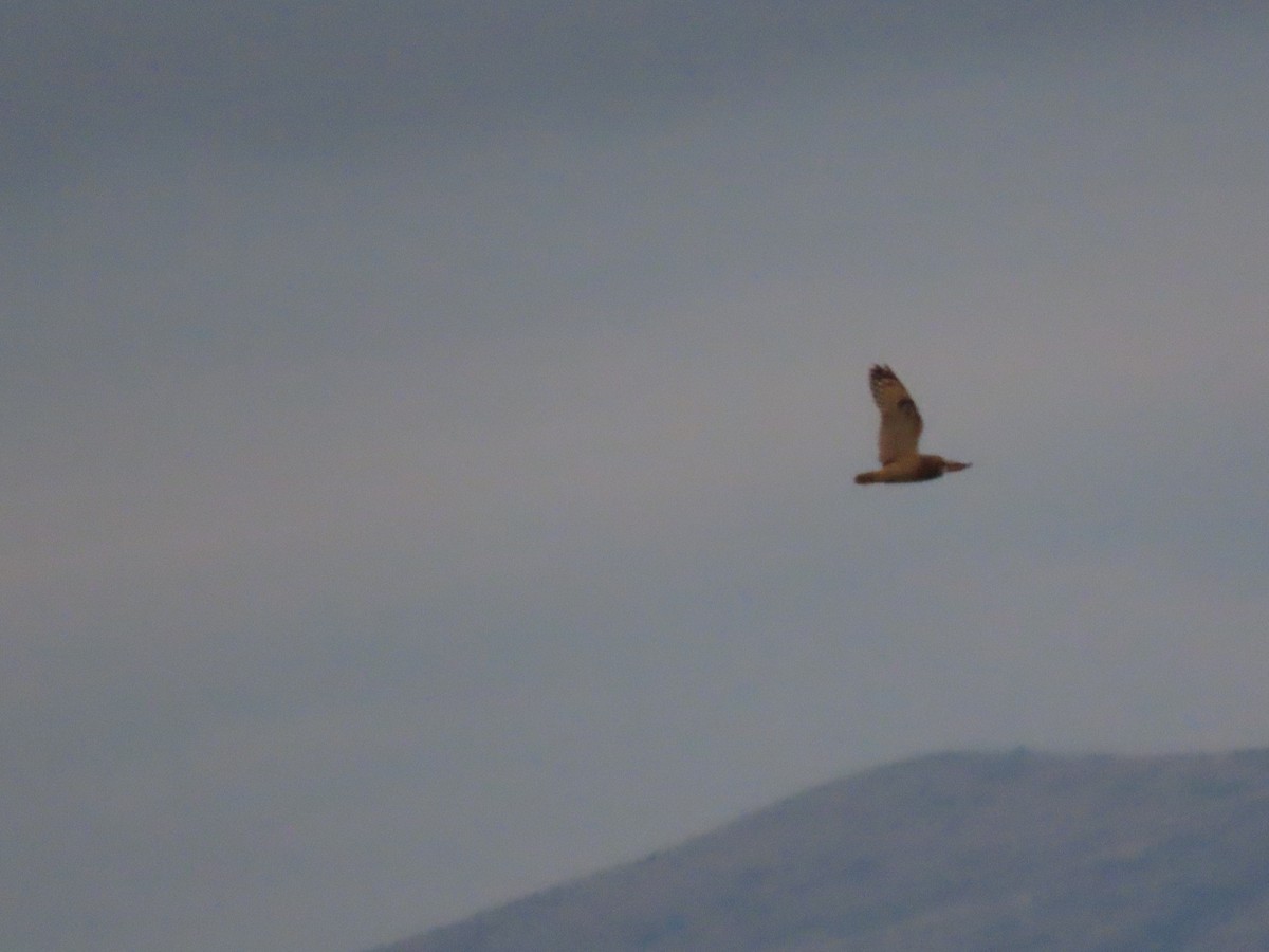 Short-eared Owl - ML646082760
