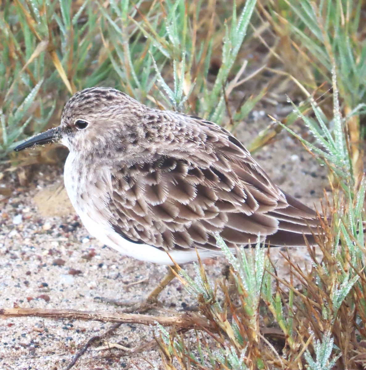 Least Sandpiper - ML646082762