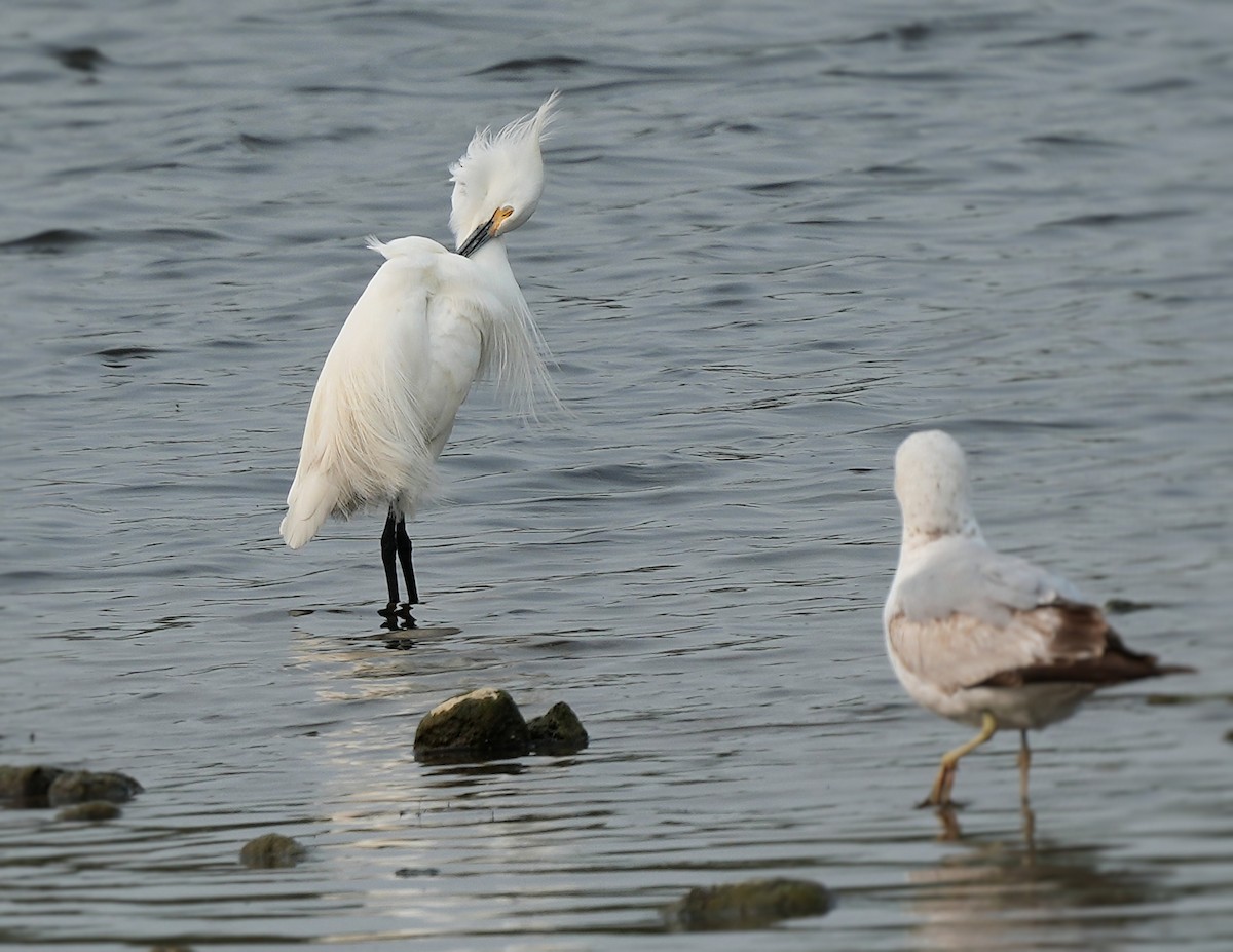 Snowy Egret - ML646082763