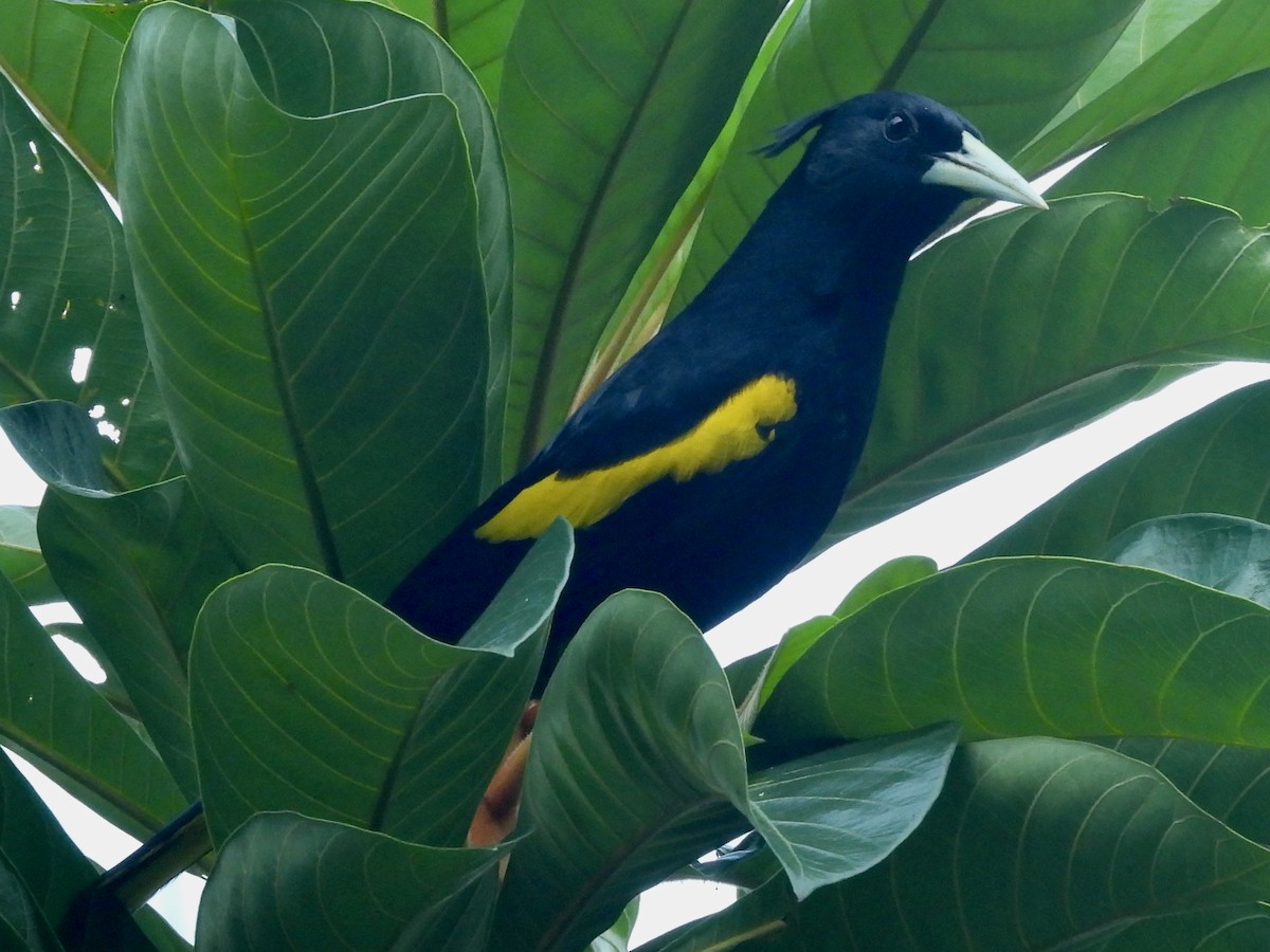 Yellow-winged Cacique - ML646082764