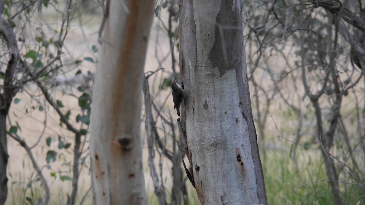 White-throated Treecreeper - ML646082766