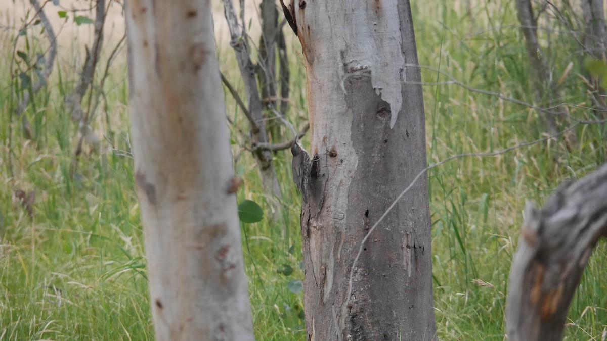 White-throated Treecreeper - ML646082767