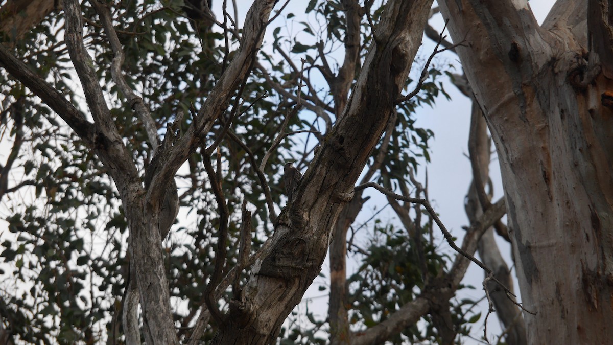 White-throated Treecreeper - ML646082768