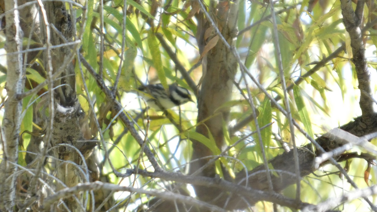 Black-throated Gray Warbler - ML646082769