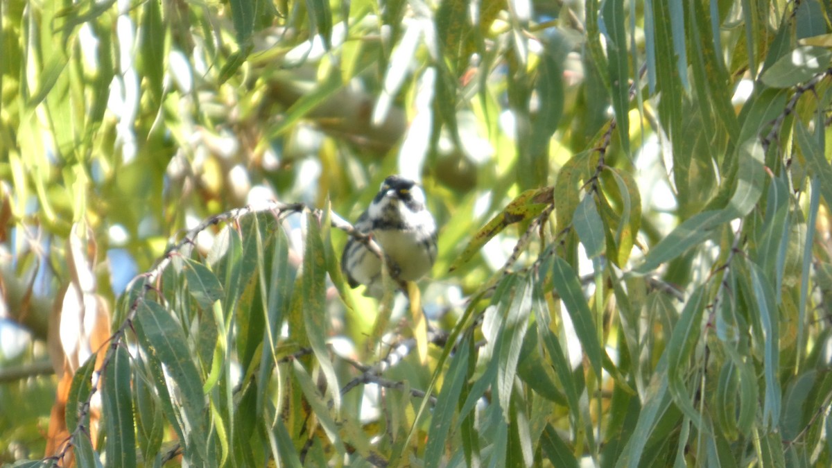 Black-throated Gray Warbler - ML646082770