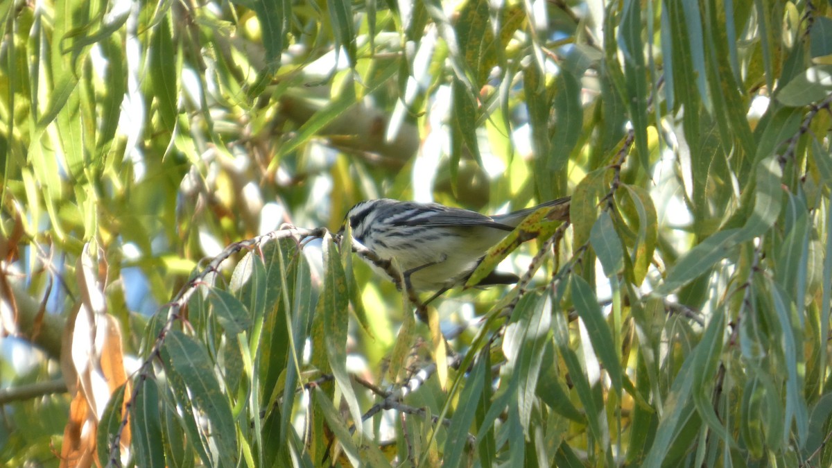 Black-throated Gray Warbler - ML646082771