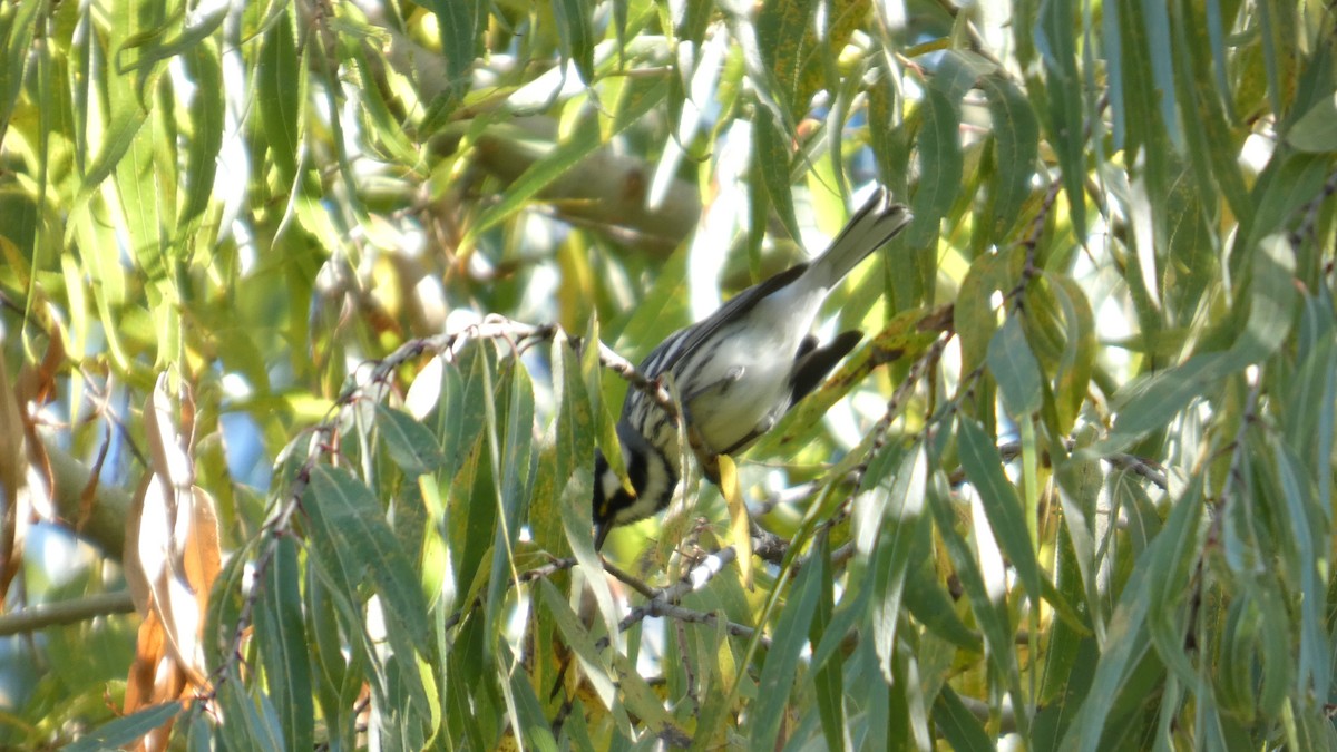 Black-throated Gray Warbler - ML646082772