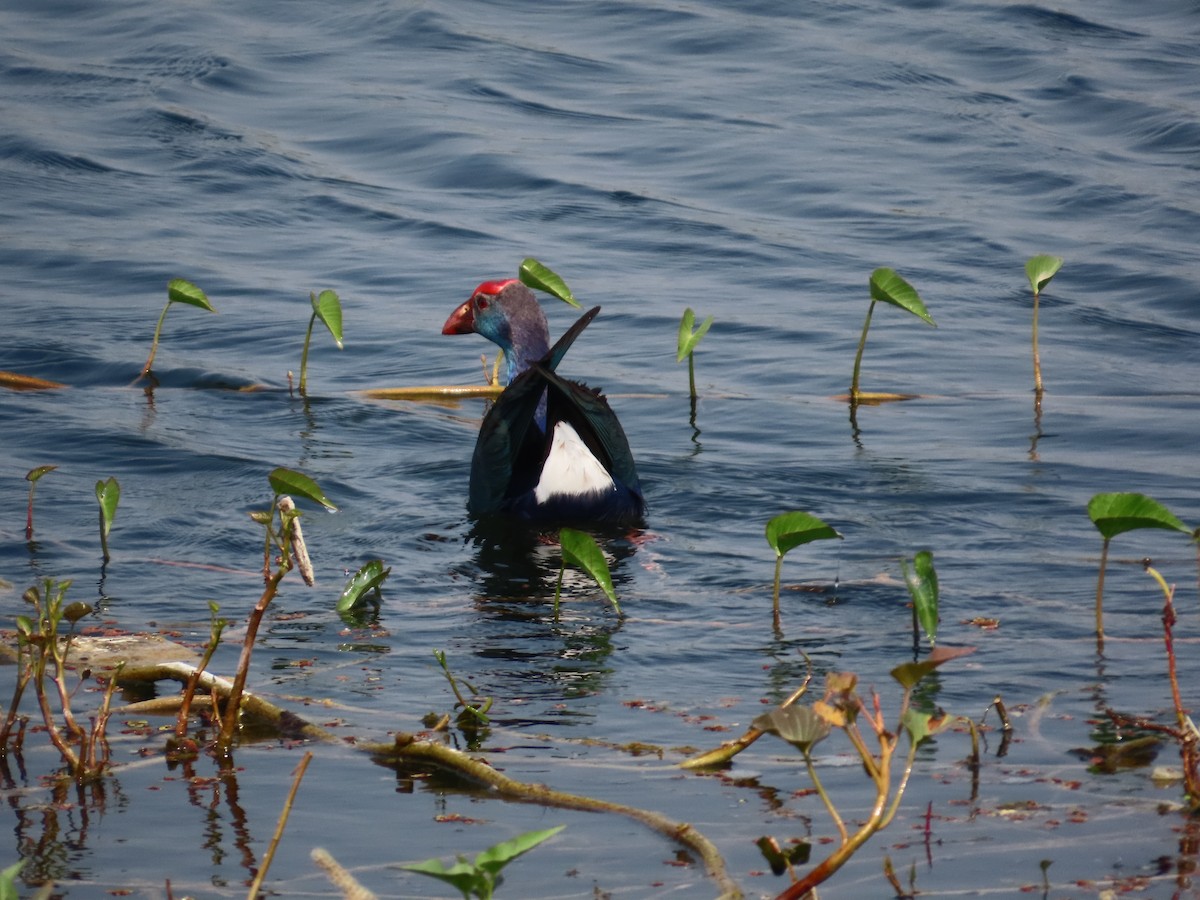Gray-headed Swamphen - ML646082773