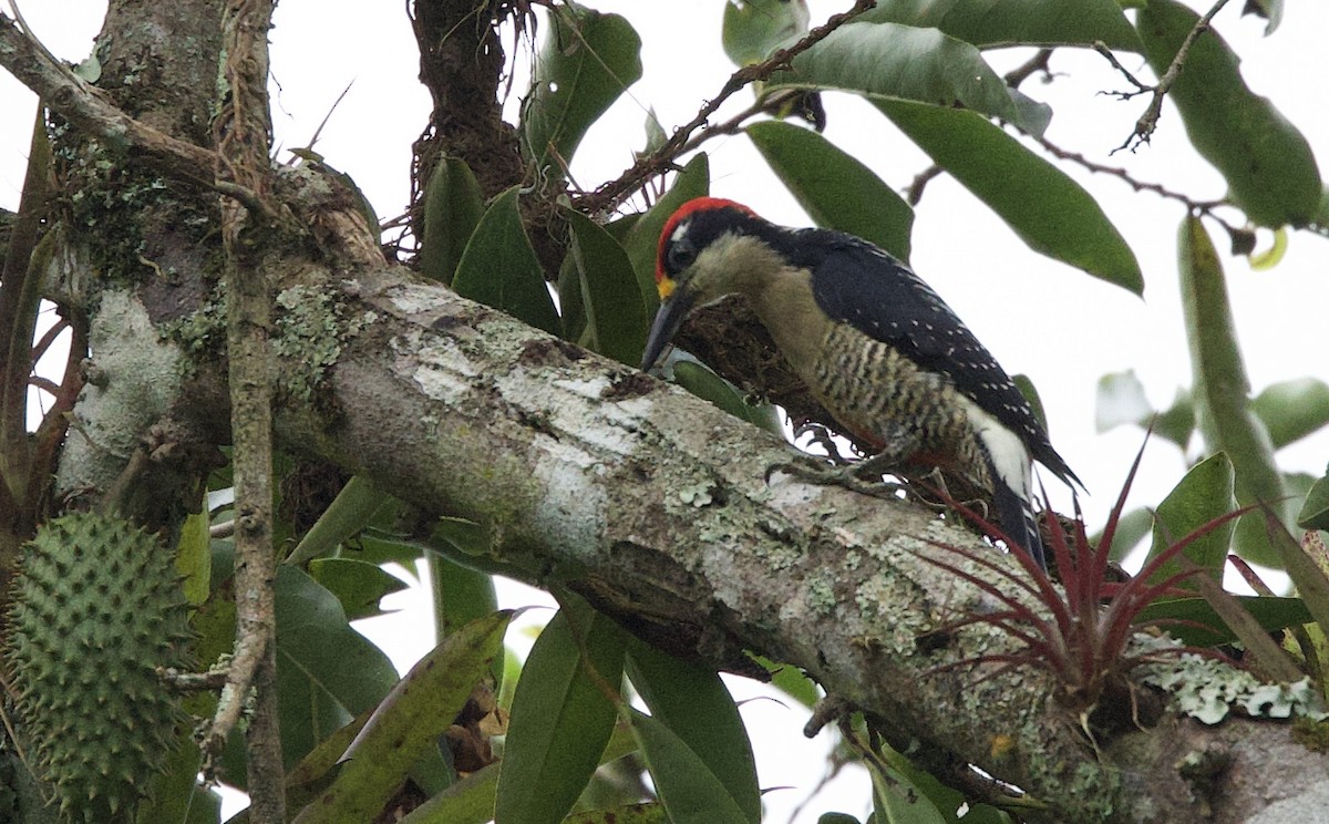 Black-cheeked Woodpecker - ML646082775