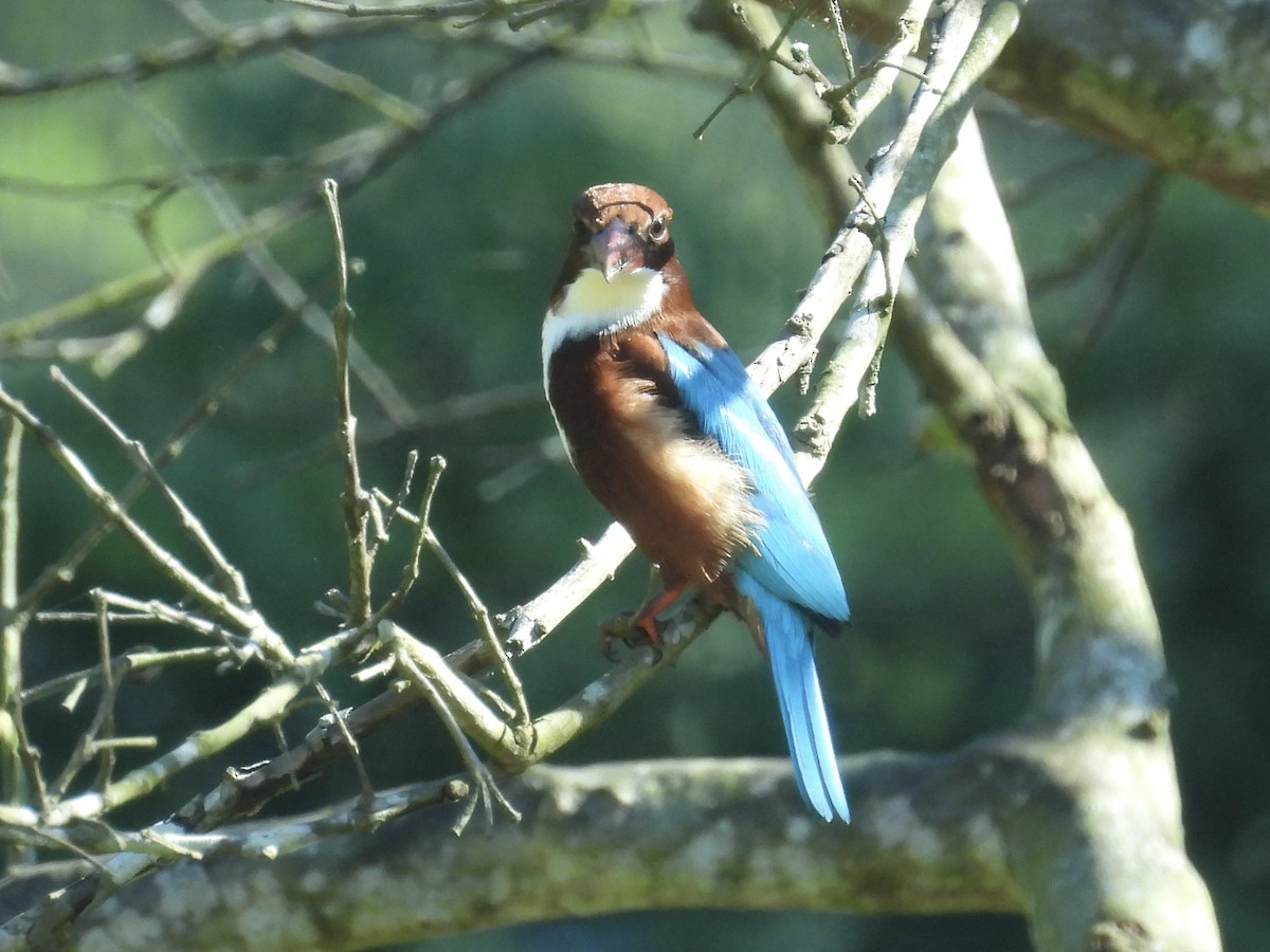 White-throated Kingfisher - ML646082776