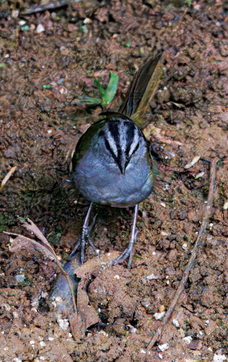 Black-striped Sparrow - ML646082777