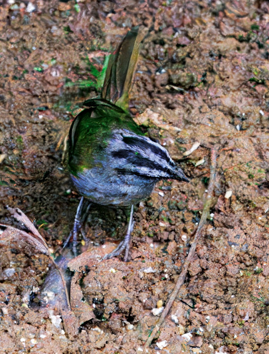 Black-striped Sparrow - ML646082778