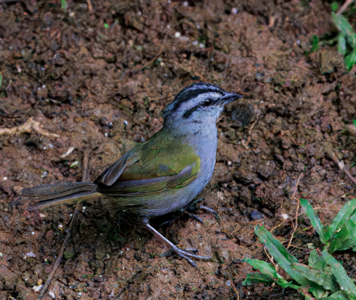 Black-striped Sparrow - ML646082779