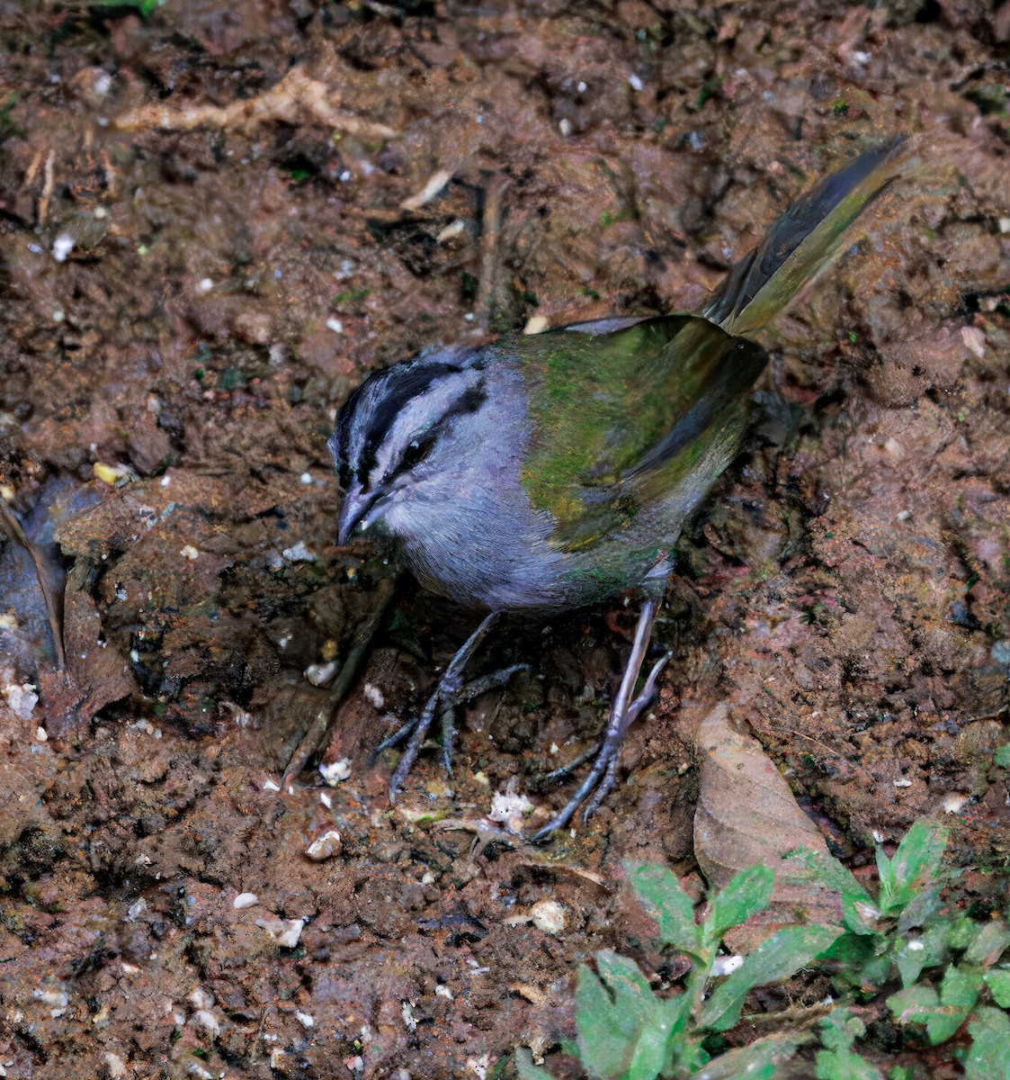 Black-striped Sparrow - ML646082780
