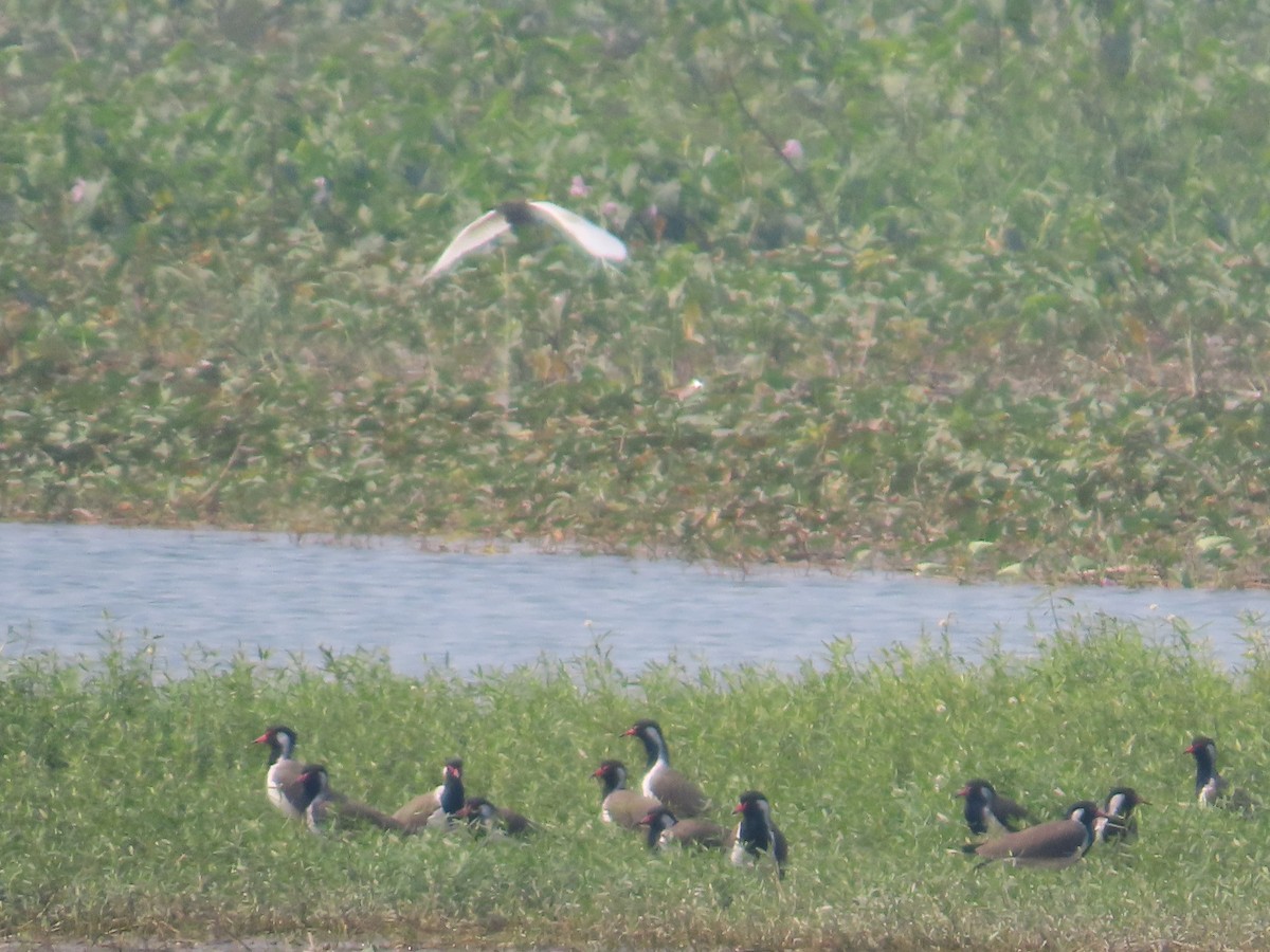 Red-wattled Lapwing - ML646082781